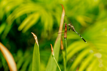 A green dragonfly with black stripes perches on the top of the leaf, the background of the green leaves is blurry