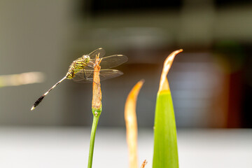 A green dragonfly with black stripes perches on the top of a leaf, the background of the terrace of the house is bright