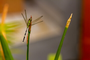 A green dragonfly with black stripes perches on the top of the leaf, the background of the green leaves is blurry