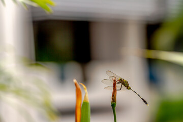 Naklejka premium A green dragonfly with black stripes perches on the top of a leaf, the background of the terrace of the house is bright