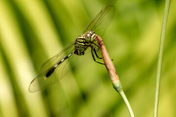 A green dragonfly with black stripes perched on a yellow iris flower bud, blurred green foliage background