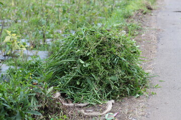 grass for animal feed for local farmers, Java, Indonesia