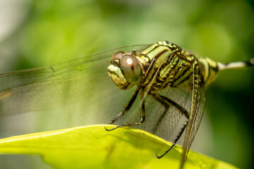 A green dragonfly with black stripes perches on the top of the leaf, the background of the green leaves is blurry