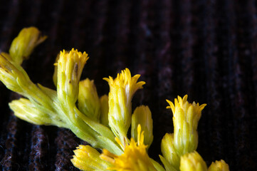 Macro wildflower photography in spring 