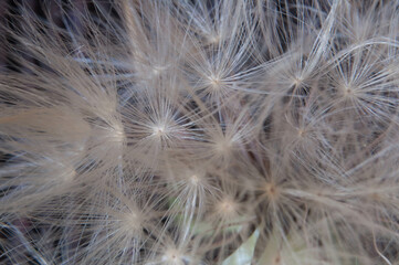 macrophotography of seeds of a beautiful brazilian wild flower