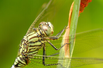 A green dragonfly with black stripes perches on the top of the leaf, the background of the green leaves is blurry
