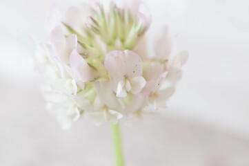 Naklejka na ściany i meble Macro wildflower photography in spring 