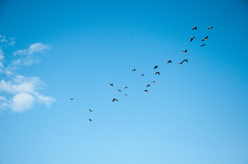 Seagulls flying with blue sky in the background in arroio do sal  ,brazil