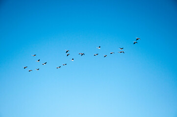 Seagulls flying with blue sky in the background in arroio do sal  ,brazil