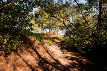 Pine plantation on a small hill
