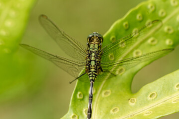 A green dragonfly with black stripes perches on the top of the leaf, the background of the green leaves is blurry