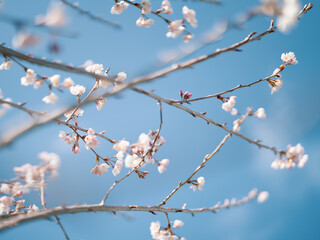 Blooming cherry blossom with light blue color background. sign of spring. selective focus