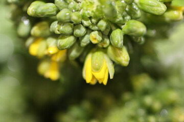 Macro photography of rapini buds