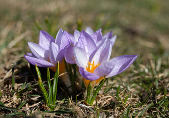 blooming purple crocus , early spring flowers