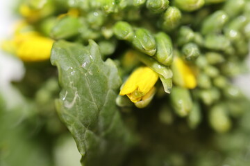 Macro photography of rapini buds flowering