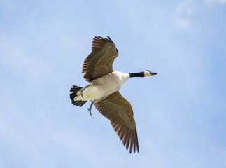 Fototapeta na wymiar A Canada goose in flight. Taken in Alberta, Canada