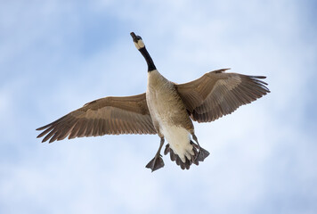 A Canada goose in flight. Taken in Alberta, Canada