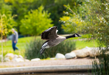 A Canada goose in flight. Taken in Manitoba, Canada
