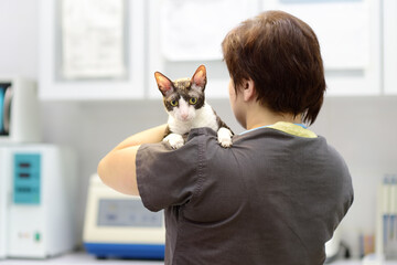 Veterinarian examines a cat of a Cornish Rex breed at veterinary clinic. Health of pet. Care...