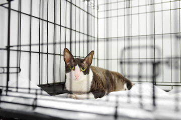 Breed Cornish Rex cat during examination in veterinary clinic. Pet health. Care animal....