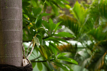 Orchid plants are maintained by attaching them to tree trunks that are large enough, conditioned to resemble their natural habitat