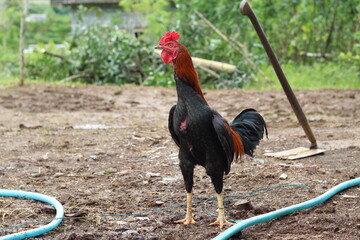 a farmer's rooster who lives freely in the garden