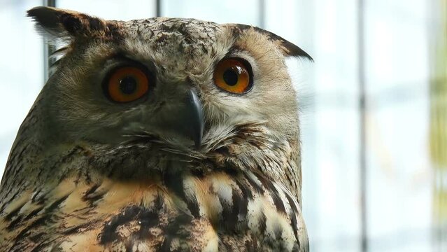 Funny brown owl with big orange eyes turns and looks at the camera. Owl Looking Around with Big Orange Eyes Close-up. Emotions of wild birds. Wild bird background.