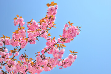 	青空と満開の八重桜