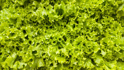 Fototapeta na wymiar fresh lettuce leaves, green leafy vegetable background, foliage closeup taken in shallow depth of field