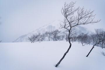 Fototapeta na wymiar 厳冬期の谷川岳