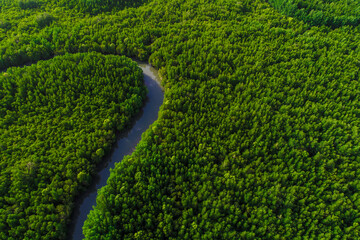 Ecology system green tropical mangrove forest in sea bay