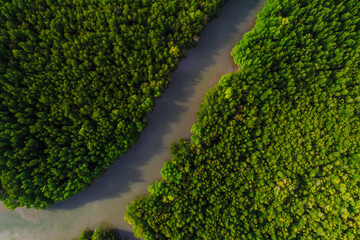 Ecology system green tropical mangrove forest in sea bay