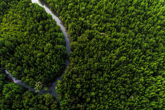 Ecology system green tropical mangrove forest in sea bay