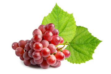 Large bunch of fresh ripe juicy organic red grapes with leaves isolated on white background with clipping path. Fresh fruit concept with clipping path.