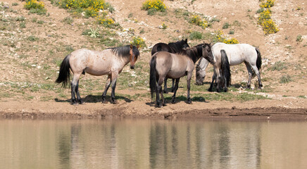 Herd of wild horse mustangs drinking at the waterhole in the Pryor Mountains wild horse range in...