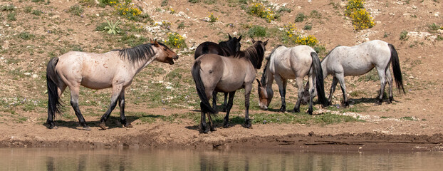 Cinnamon red roan stallion with small band of wild horse mustangs after drinking at the waterhole in the Pryor Mountains wild horse range in Wyoming  United States