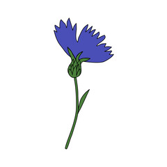 Decorative Cornflower, knapweed vector hand drawn ink illustration isolated on white, colorful flower, bud, leaf doodle sketch, Centaurea botanical herb for design herbal tea, cosmetic, medicine