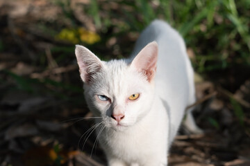 White cat with different colored eyes.