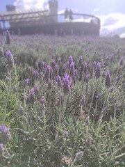 lavender field region