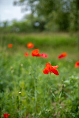 red poppy field