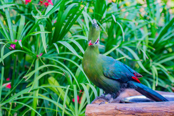 Turaco inhabit mainly tree crowns in wooded areas