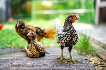 Three Sebright Chicken smart post on a wooden floor in the outdoor backyard home garden in the afternoon time.