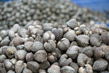 Cockles seafood pile or scallop fresh raw shellfish in fresh market on ice for sales.