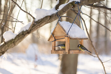 Hungry birds eat food from hanging feeder on sunny winter day in park. Bright yellow tits Parus major and other birds on tree branches outdoors. Selective focus.