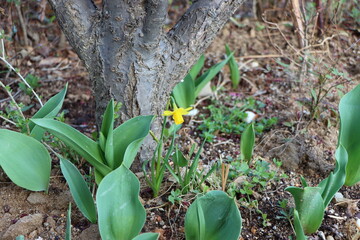 Yellow daffodil in full bloom on the ground.  Cute yellow daffodil.  Yellow narcissus flower on the ground full bloom.