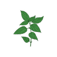 Nettle wild field flower isolated on white background botanical hand drawn sketch vector doodle colorful illustration Urtica dioica for design package tea, cosmetic, natural medicine, greeting cards