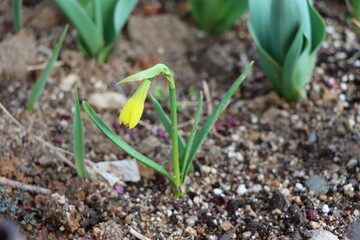 Single yellow daffodil on the ground.  Side of yellow daffodil.