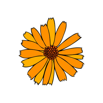 Calendula flower isolated on white background, botanical hand drawn doodle sketch marigold, vector illustration for design package tea, cosmetic, natural medicine, greeting cards, wedding invitation