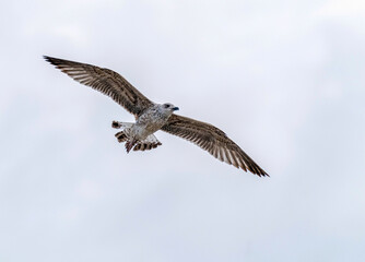 seagull in flight