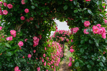 バラのアーチ